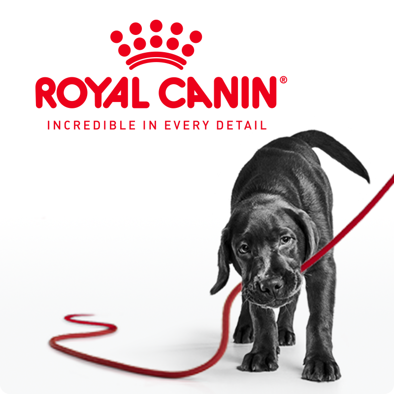 Leo Scholtes | Royal Canin